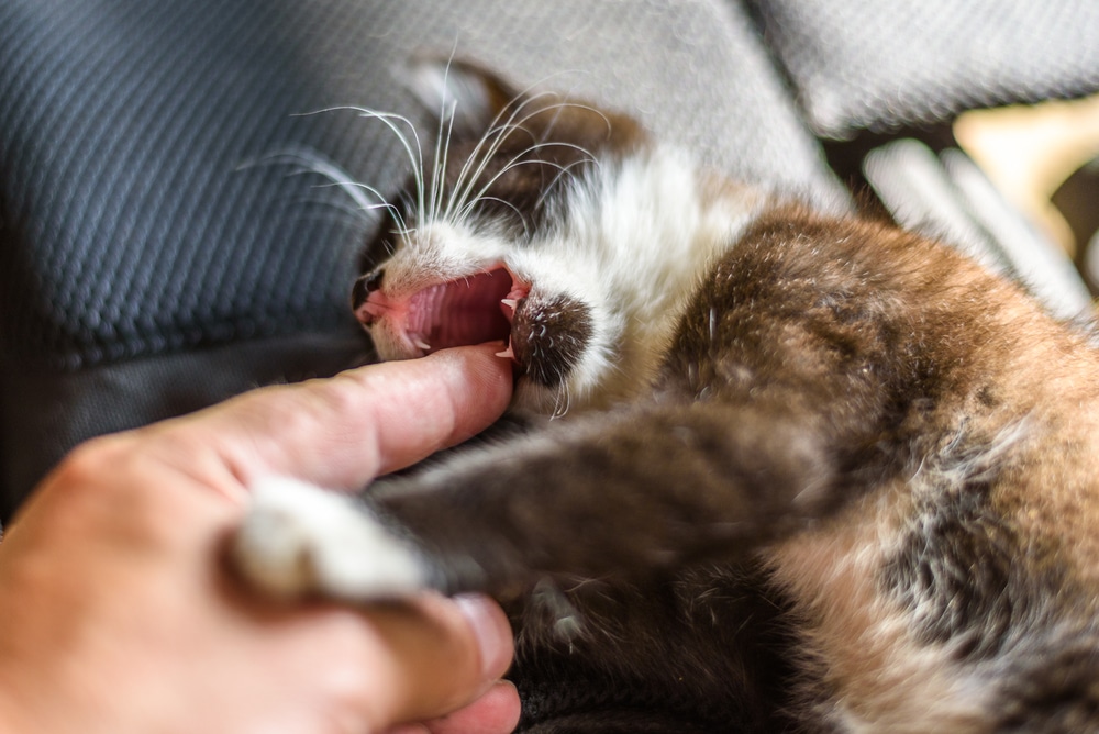 causes of bad teeth in cats