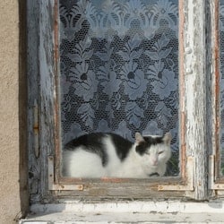 cat looking at window