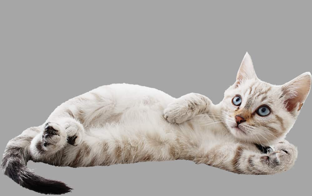Why do cats back Twitch