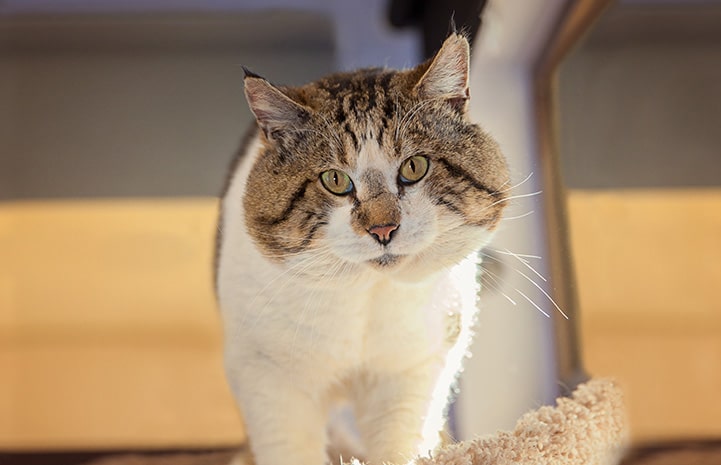cats with fat cheeks
