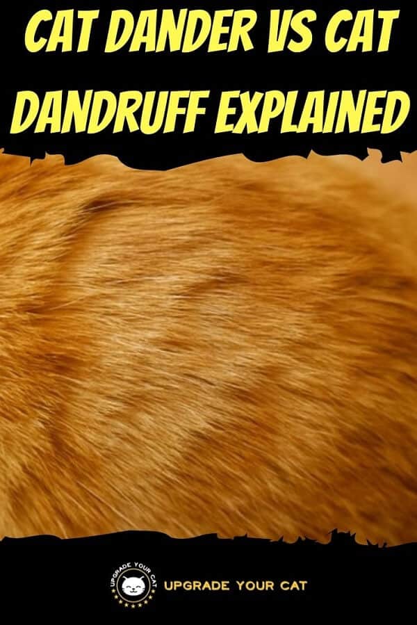 Cat Dander vs Dandruff