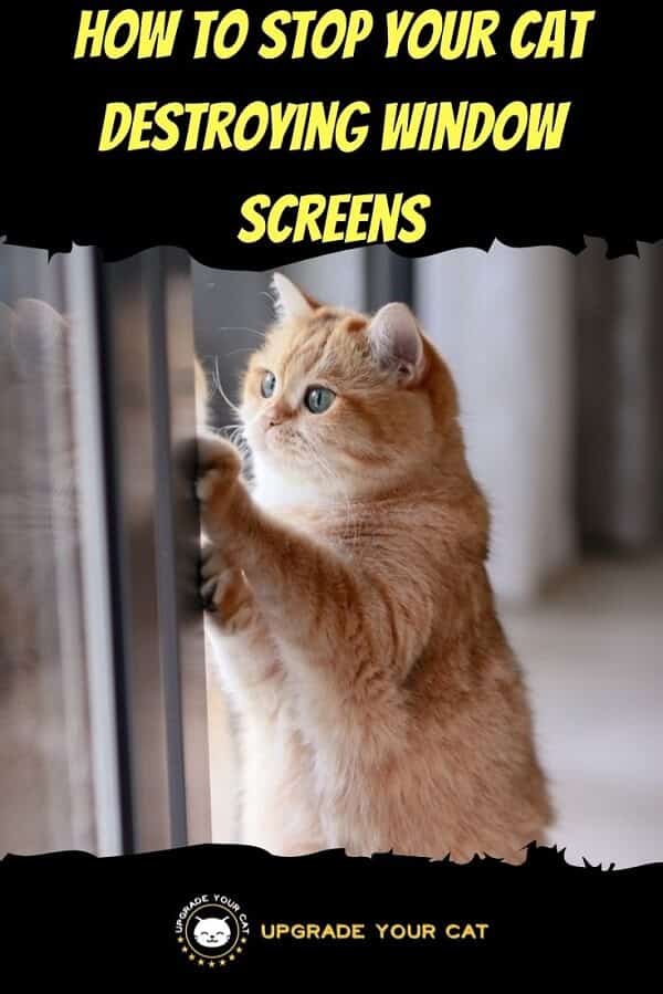 Cat Destroying Window Screen