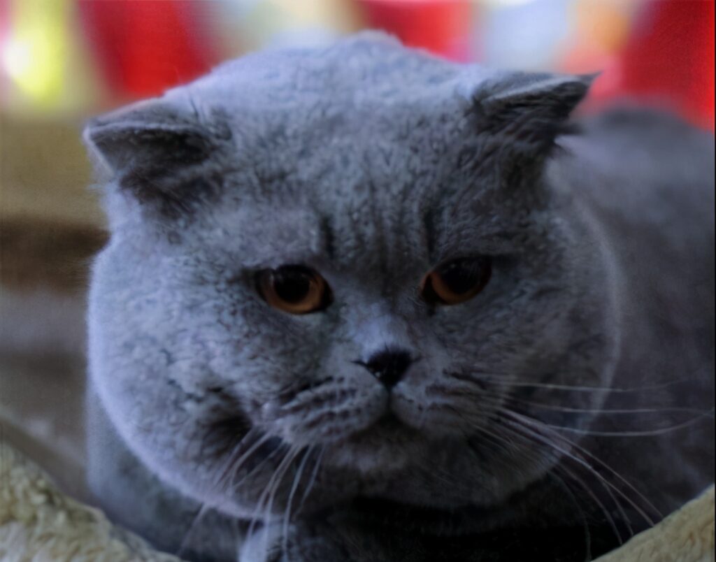 dark gray cat with fat cheeks