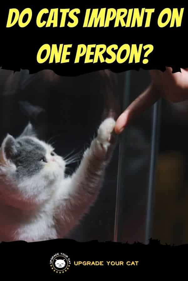 Do Cats Imprint on One Person