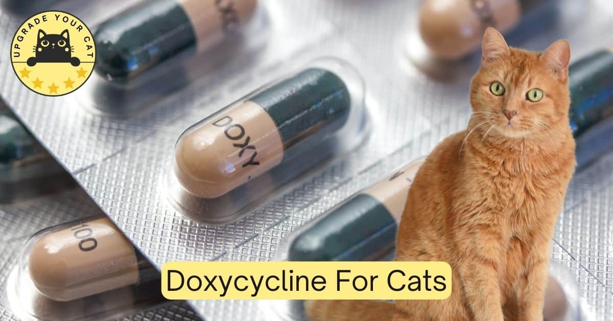 Doxycycline For Cats