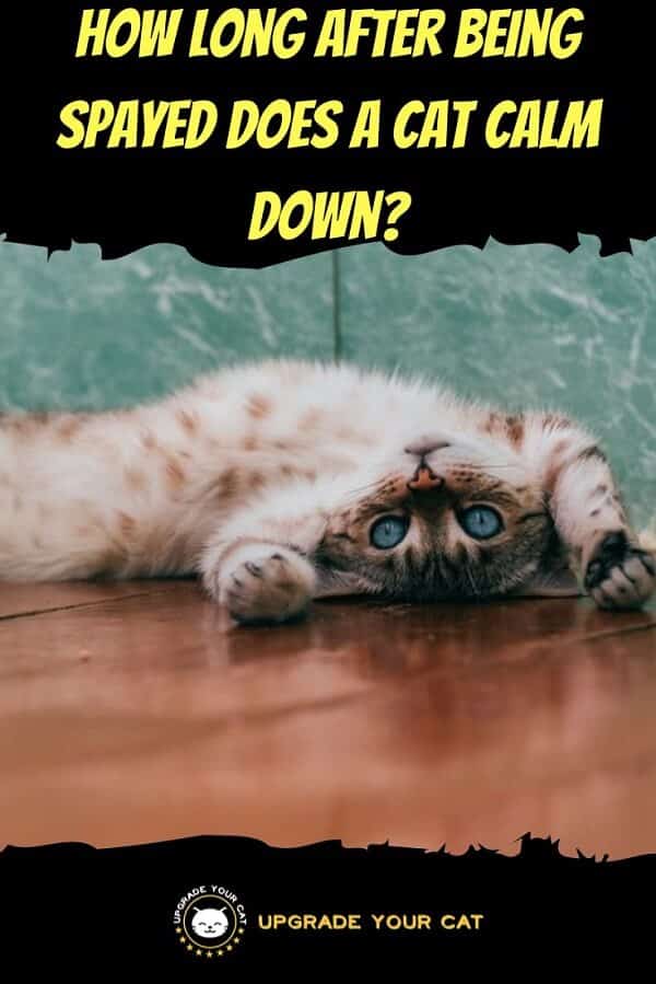 How Long After Being Spayed Does a Cat Calm Down