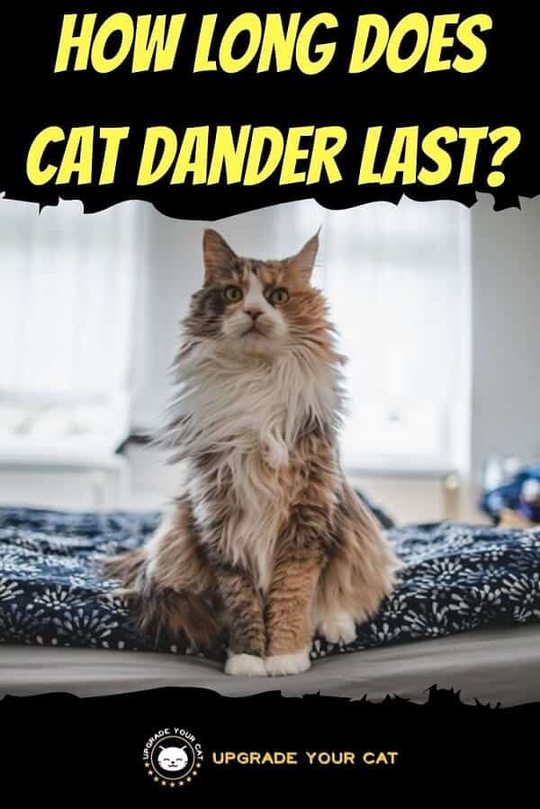 How Long Does Cat Dander Last