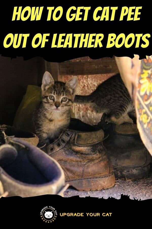 How to Get Cat Pee Out of Leather Boots