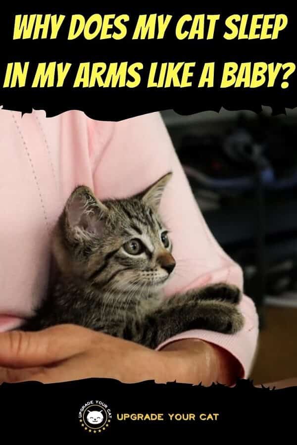 My Cat Sleeps in My Arms Like a Baby
