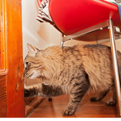 cat opening door