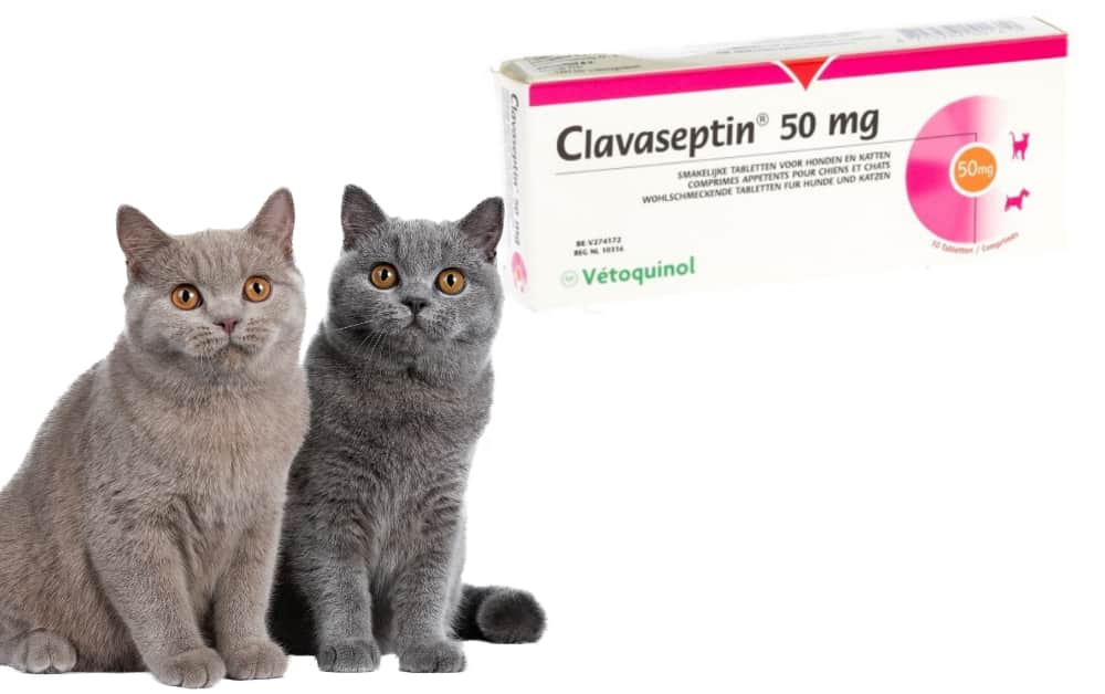 Clavaseptin For Cats
