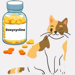 Doxycycline For Cats