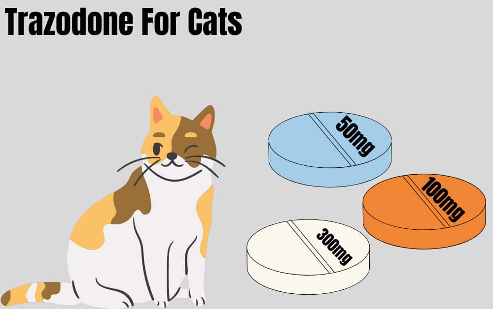 cat trazodone