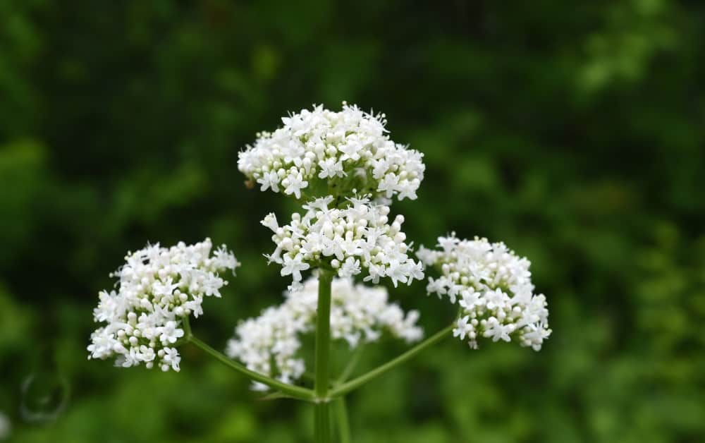 White Valeriana