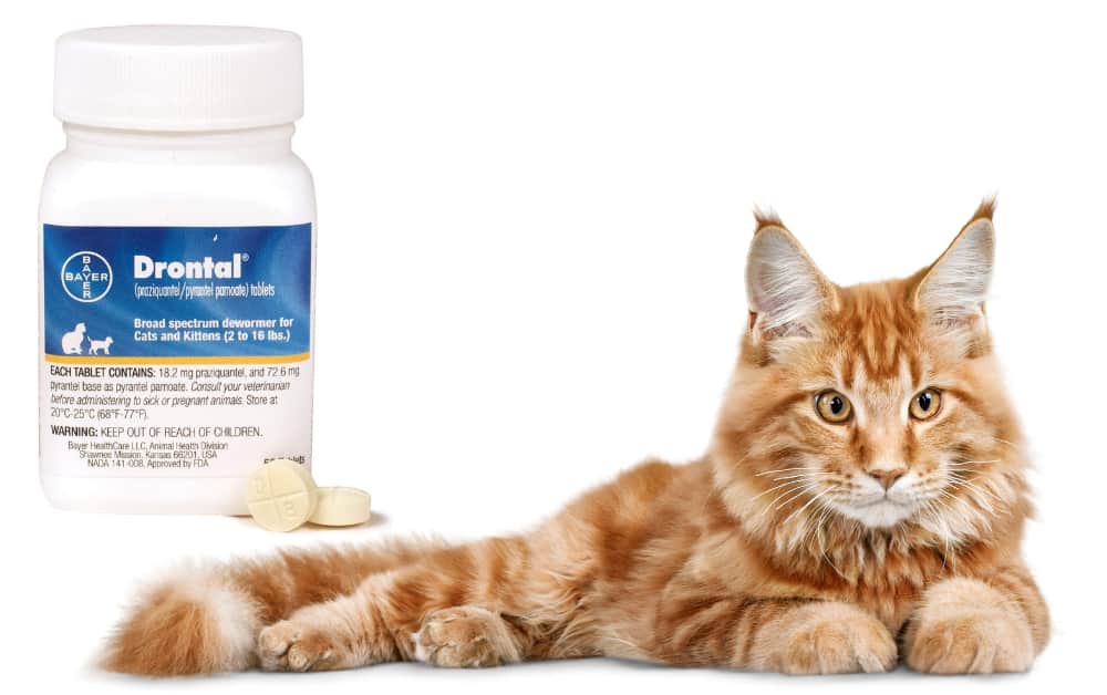 Drontal For Cats