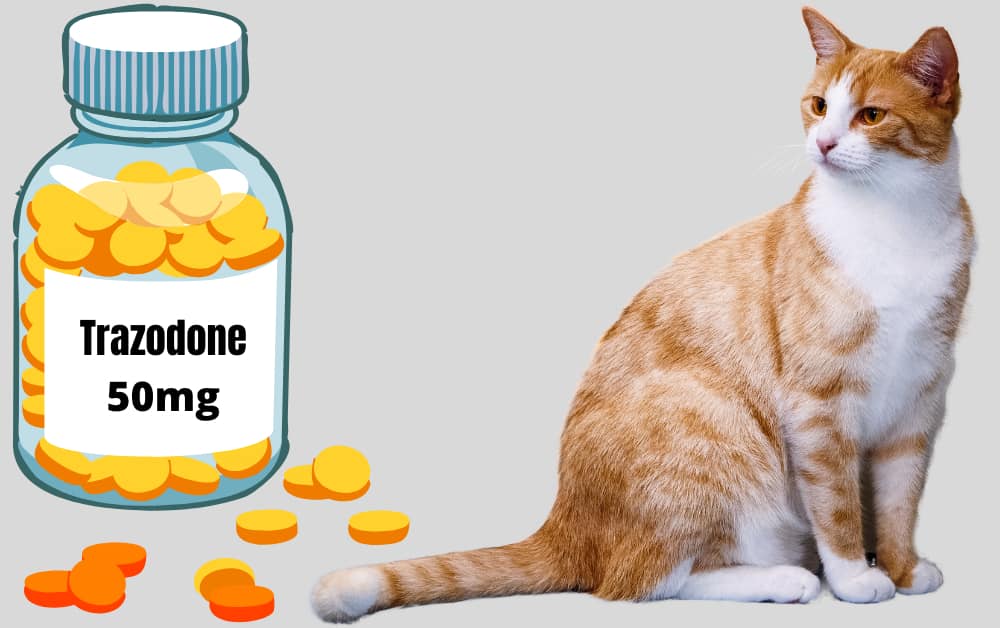 Trazodone For Cats