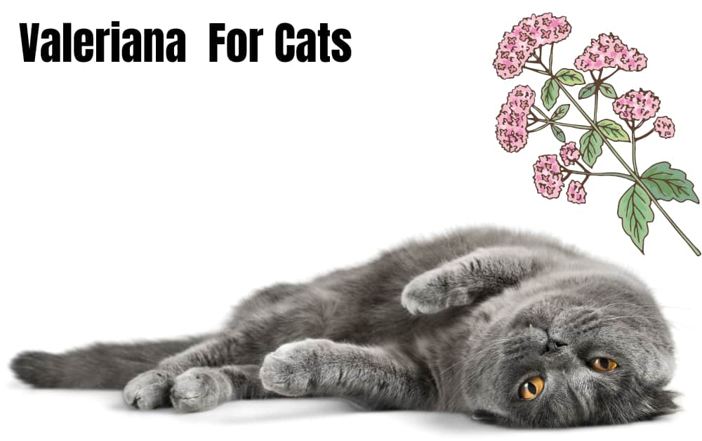 Valeriana For Cats