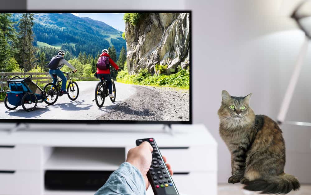 cat with flat TV screen