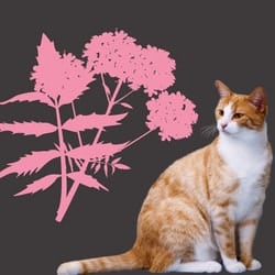Valeriana root for cats