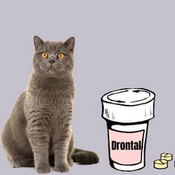 Side effects of Drontal for cats