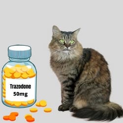 Trazodone Dosage  For Cats