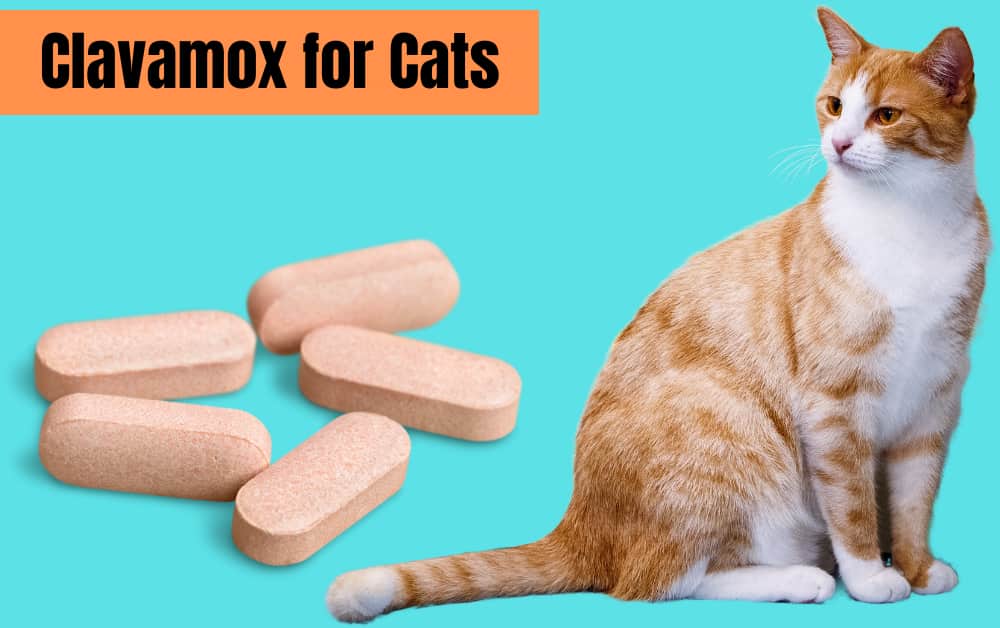 How much Clavamox for Cats