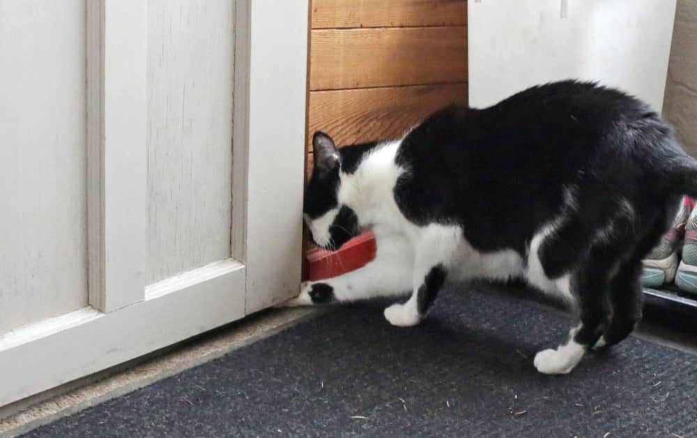 stop cats from opening Doors