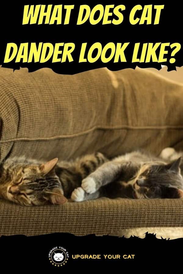 What Does Cat Dander Look Like