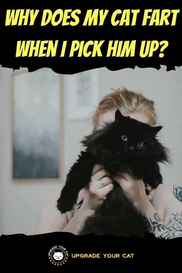 Why Does My Cat Fart When I Pick Him Up
