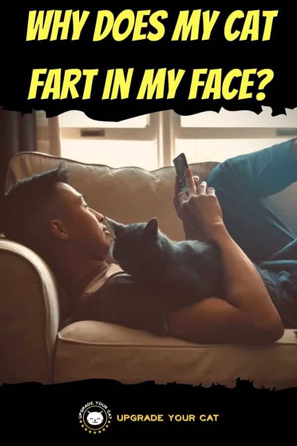 Why Does My Cat Fart in My Face
