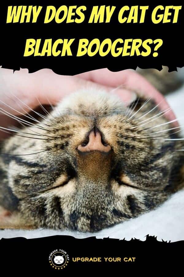 Why Does My Cat Get Black Boogers