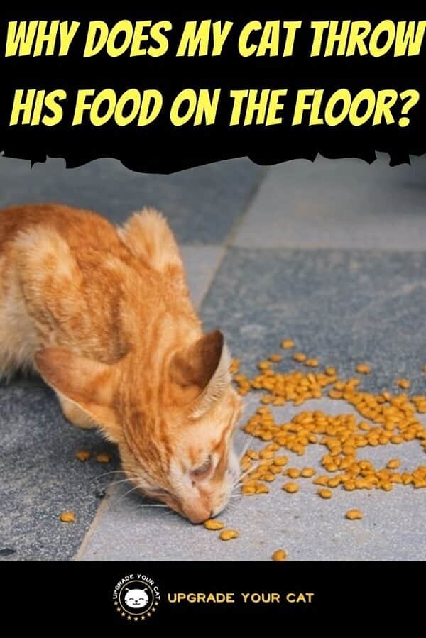 Why Does My Cat Throw His Food on the Floor