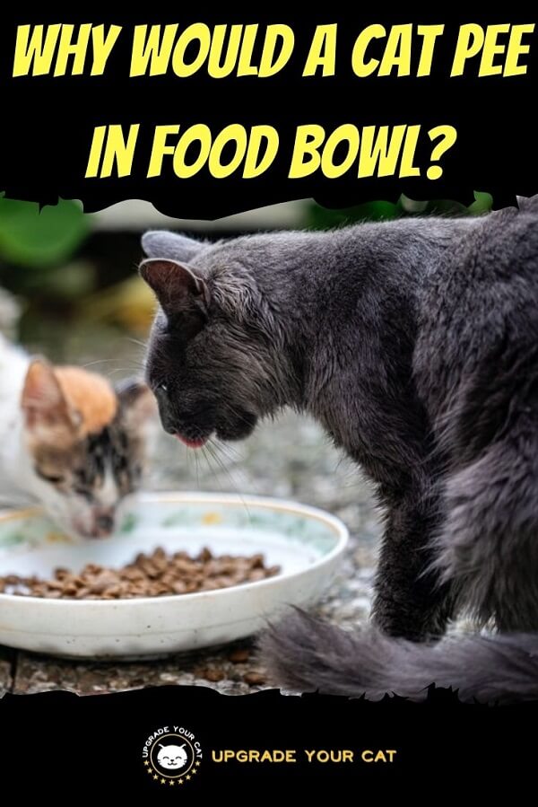 Why Would a Cat Pee in Food Bowl