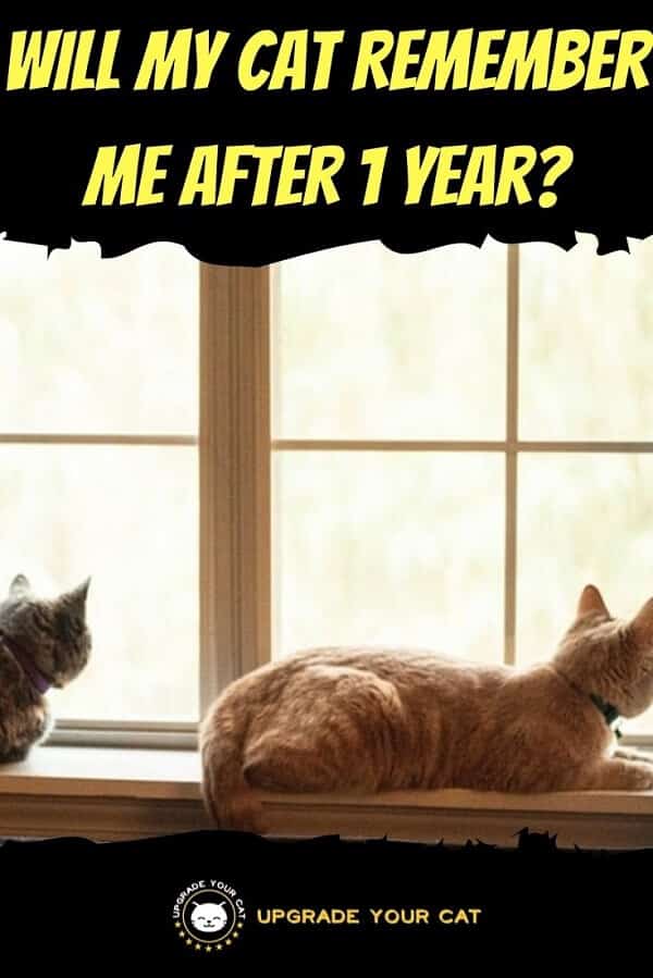 Will My Cat Remember Me After 1 Year