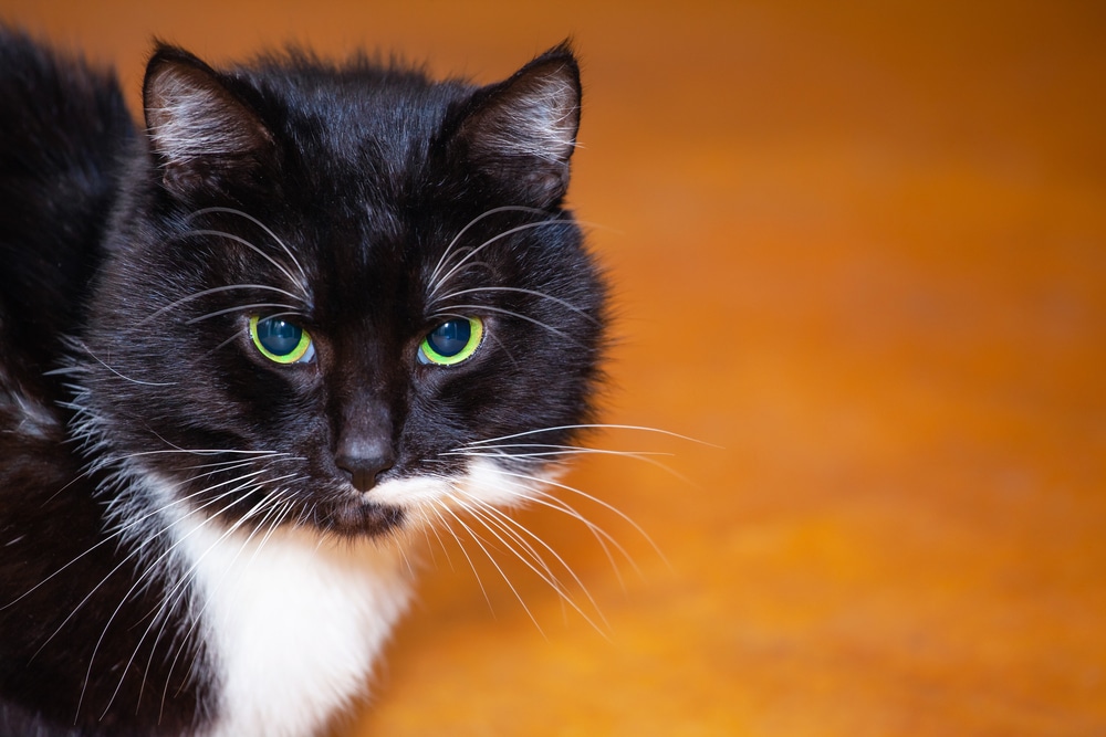 black fat cat with big cheeks