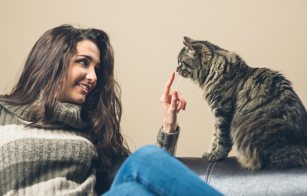 Why do cats like being slapped?