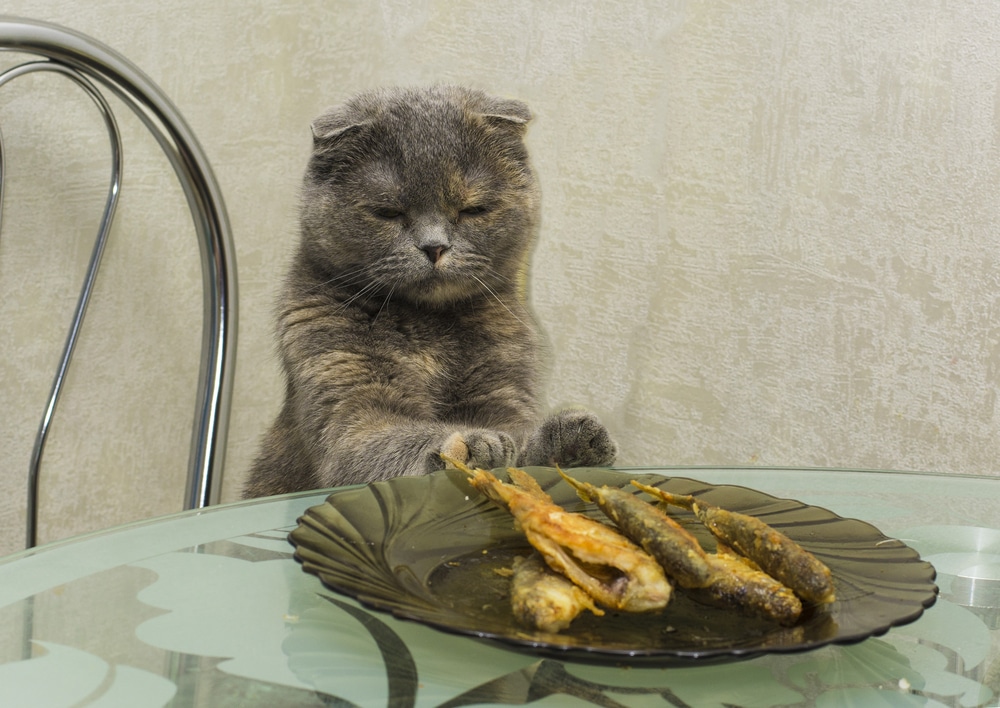 cat eating fried fish