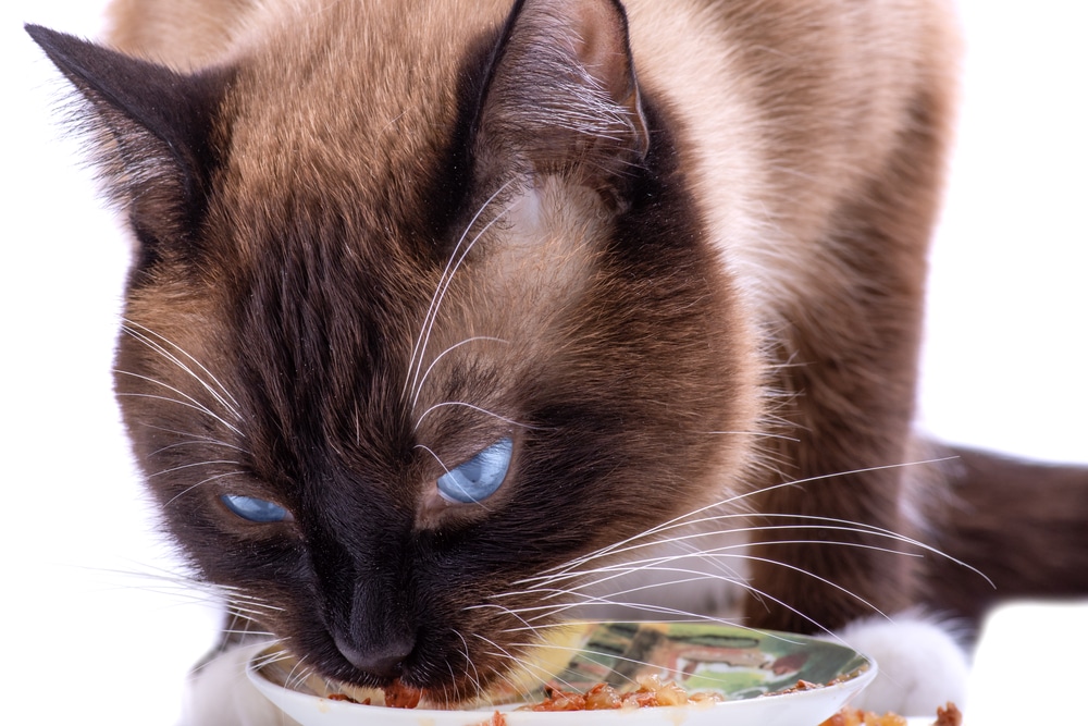 can cats eat imitation crab