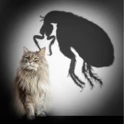 Imidacloprid flea treatment for cats 