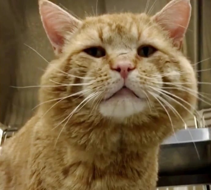 close up photo of cat with fat cheeks