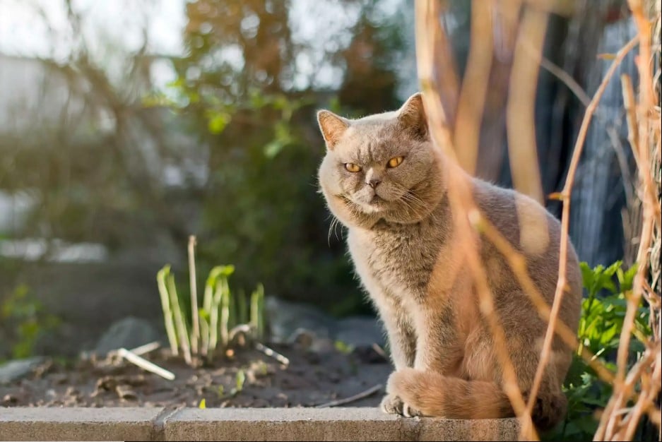 cat with fat cheeks