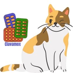 clavamox for kitten
