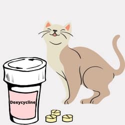 Doxycycline for felines