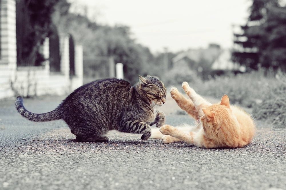 cats fighting on the street