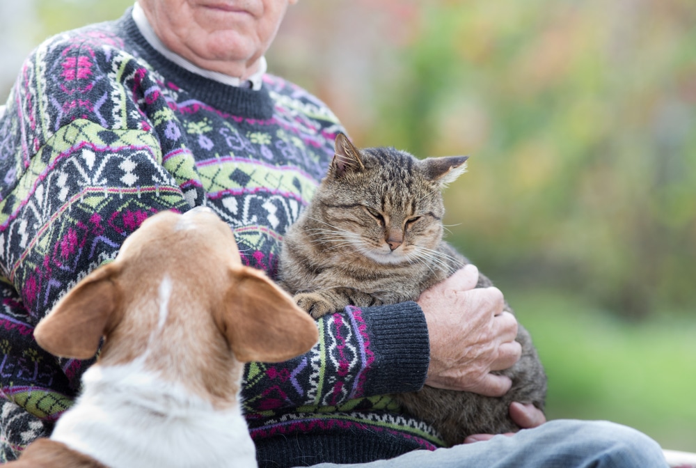 petting a cat