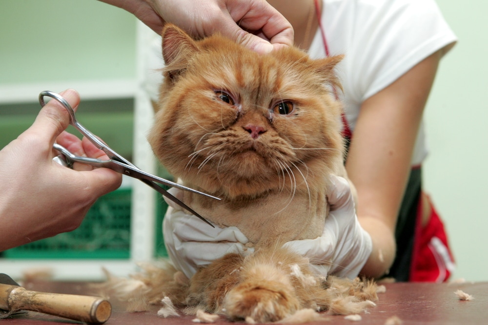 teddy bear cat haircut