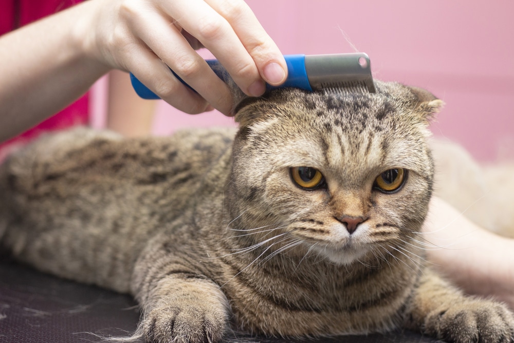 teddy bear cat haircut