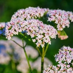 Valerian