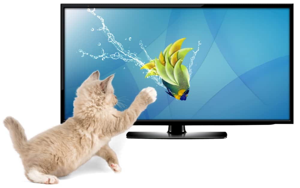 keep Cats off TV Screen