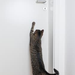 cat try to open door